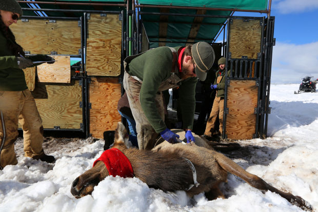 Elk Brucellosis Study